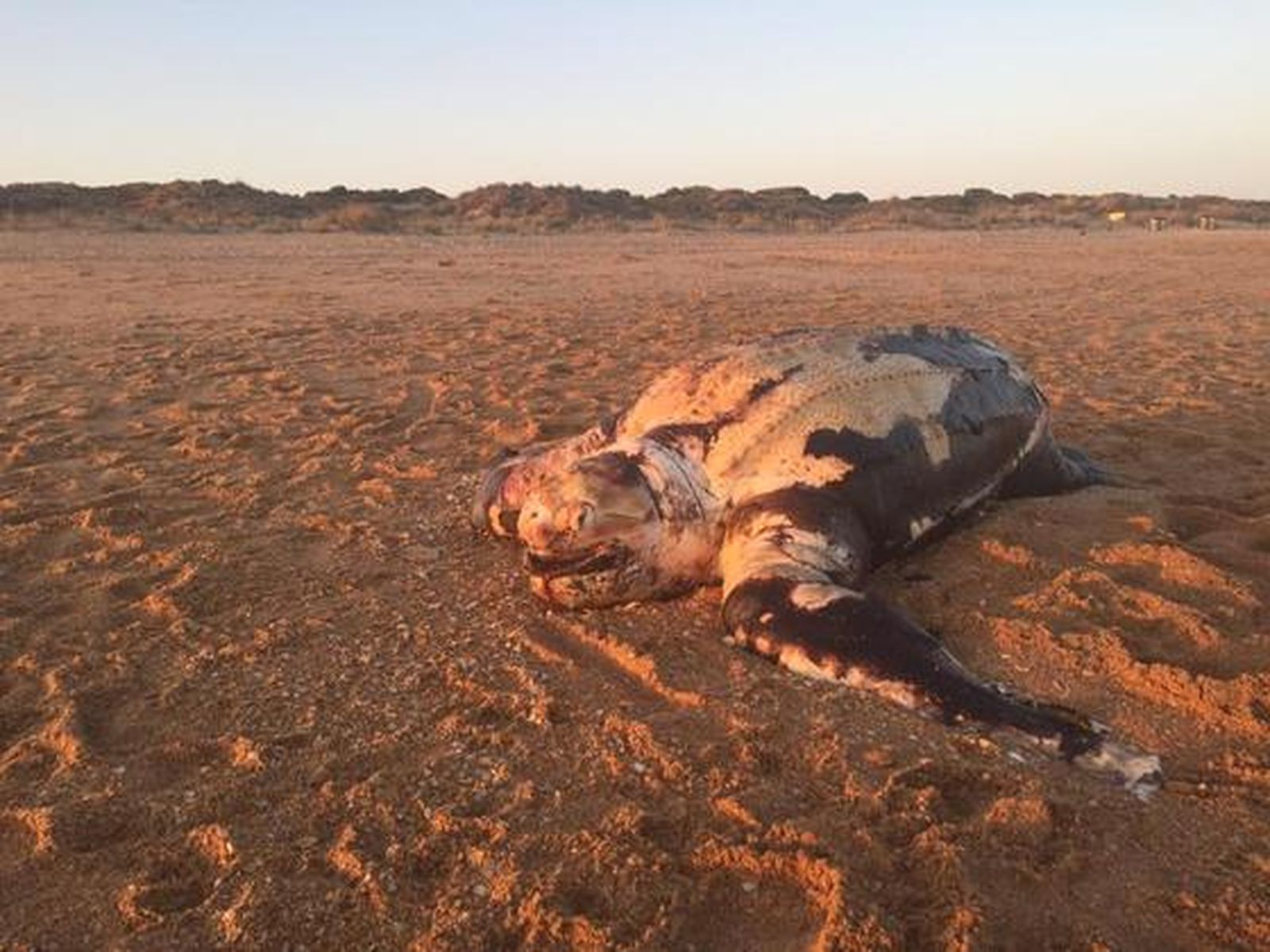 Tortuga laúd varada en la playa de los Enebrales (Punta Umbría)