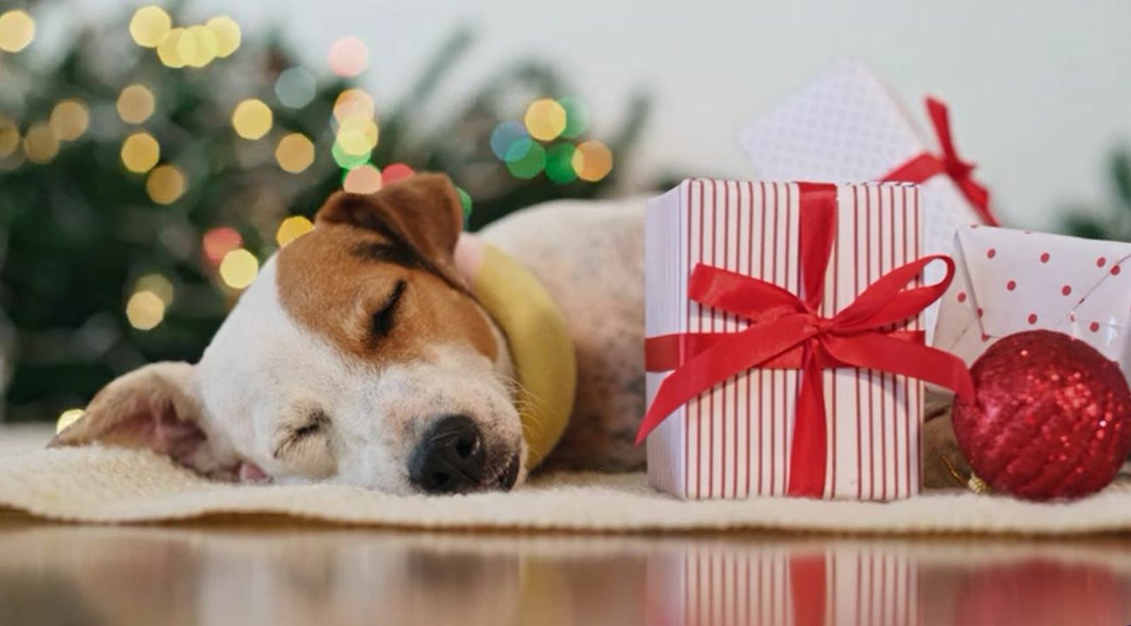 Veterinarios recuerdan con un vídeo  que “una mascota no es un juguete”