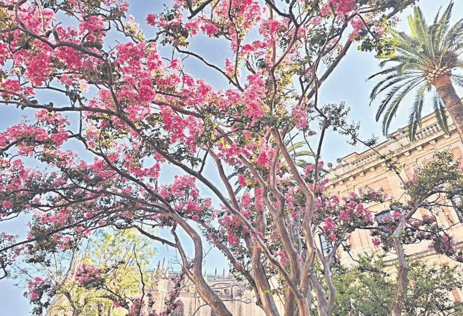 Imagen de árboles cerca del Archivo de Indias