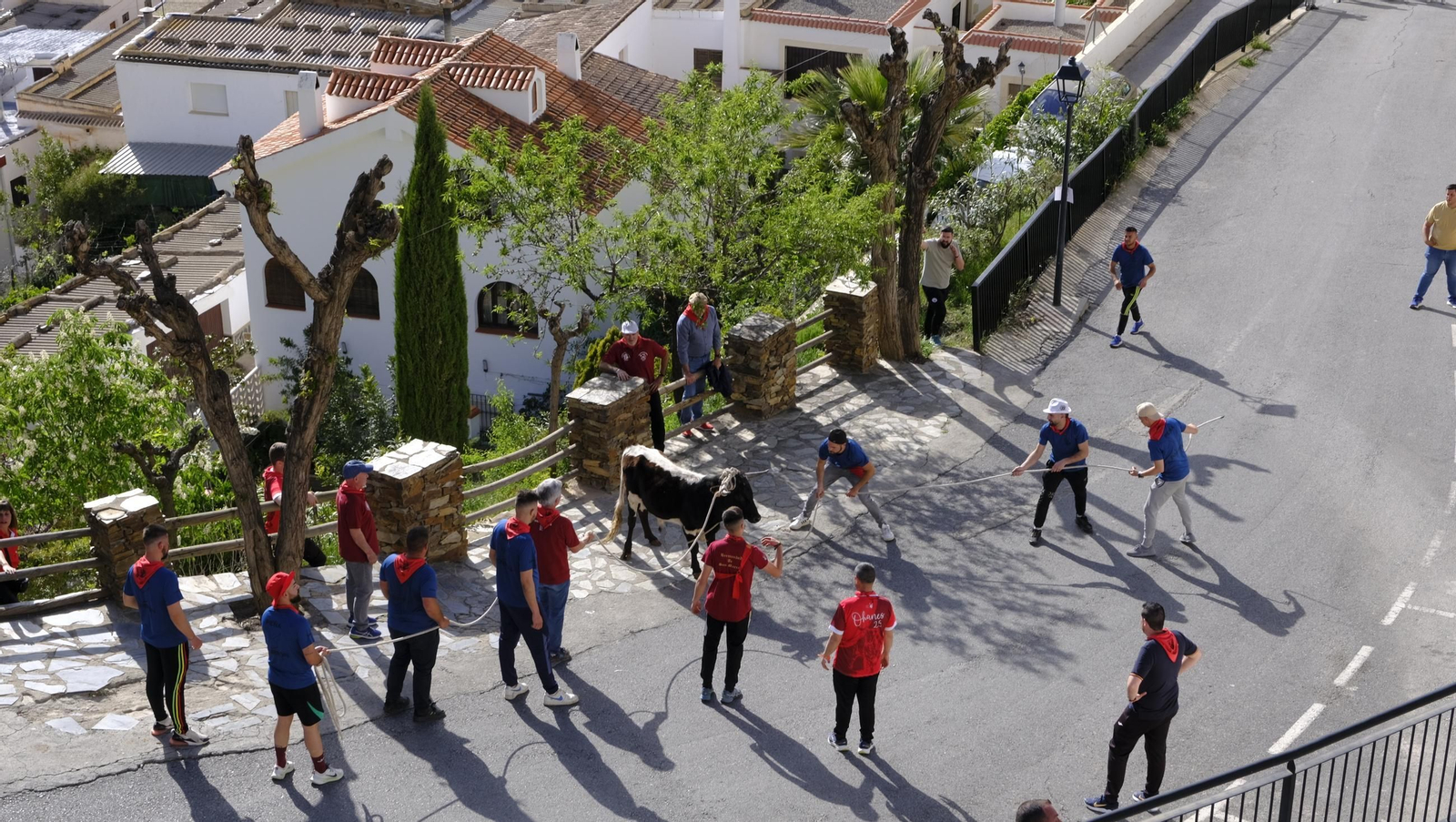 Los toros ensogados de Ohanes, en imágenes
