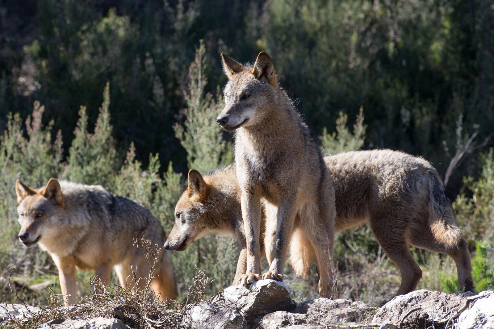 Una manada de lobos en Sanabria.