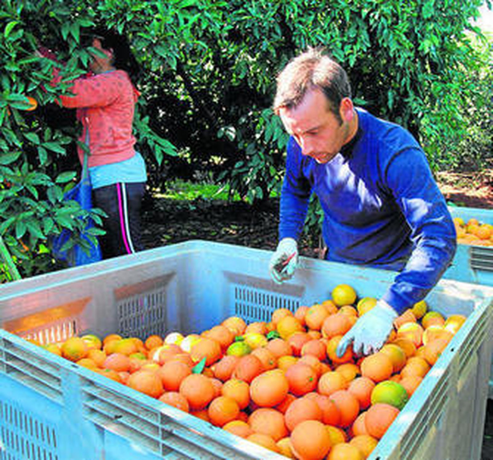 Unos jornaleros, en pleno tajo.