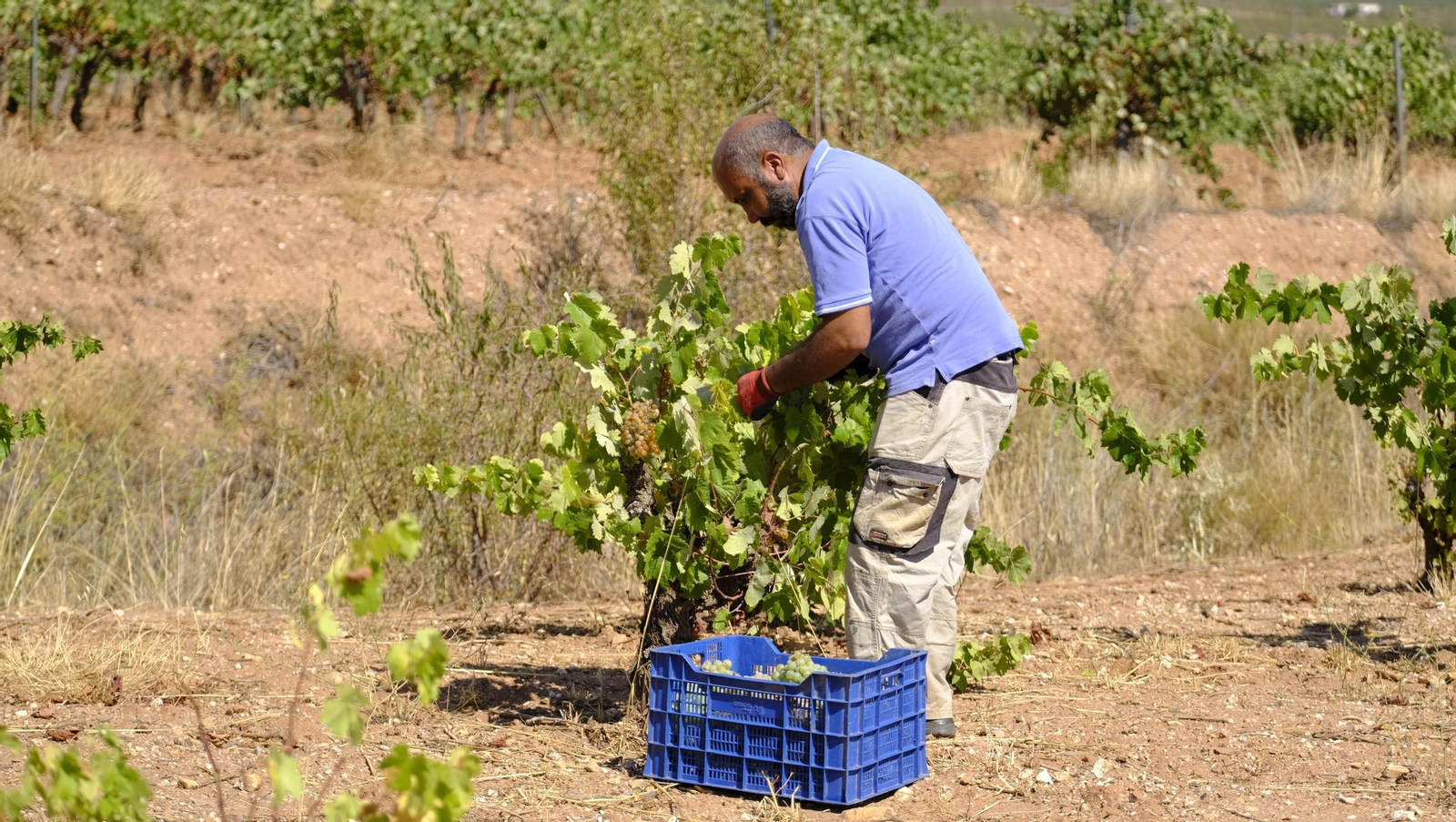 La vendimia en la Bodega Cortijo del Cura de Laujar, en imágenes