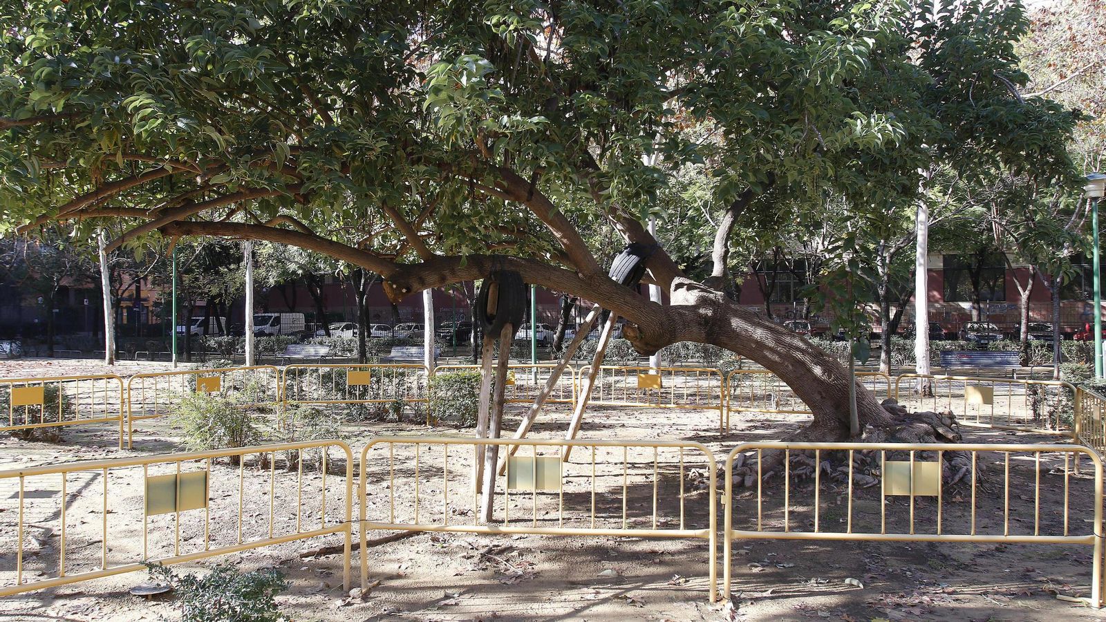 Árbol acotado por un desplome.