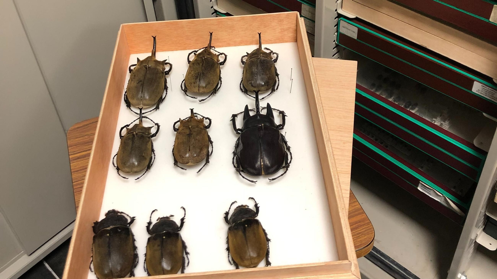 Ejemplares donados a las colecciones zoológicas del patrimonio científico-técnico de la UGR