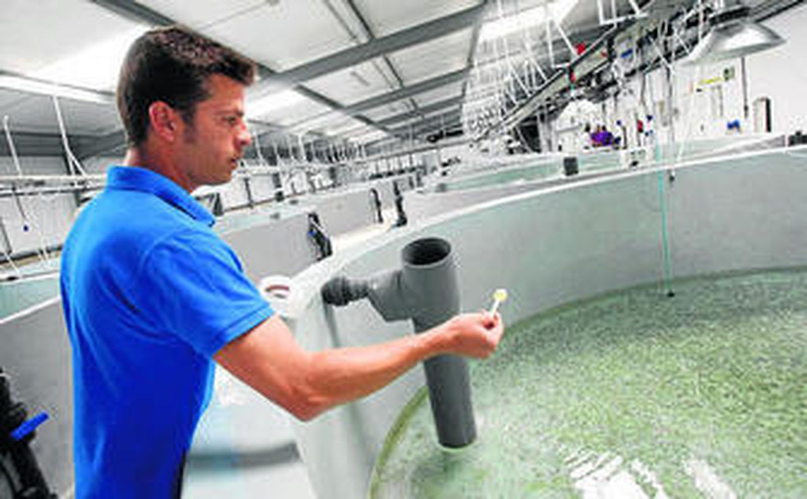 Uno de los tanques con alevines de atún rojo de Futuna Blue.