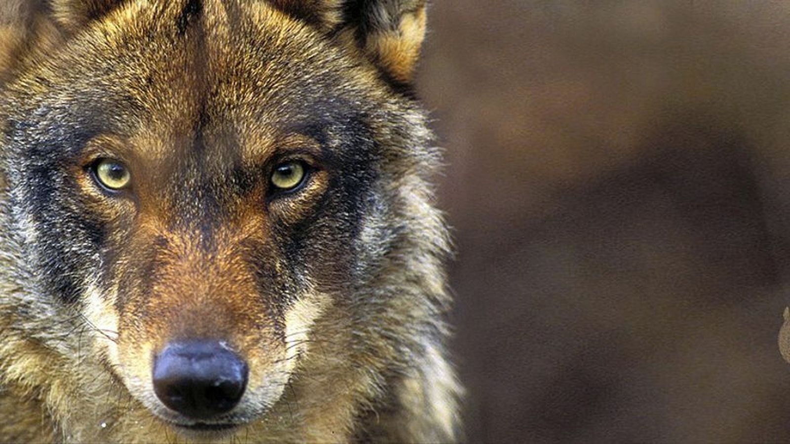 El Gobierno prohibirá cazar lobos antes de que termine el año