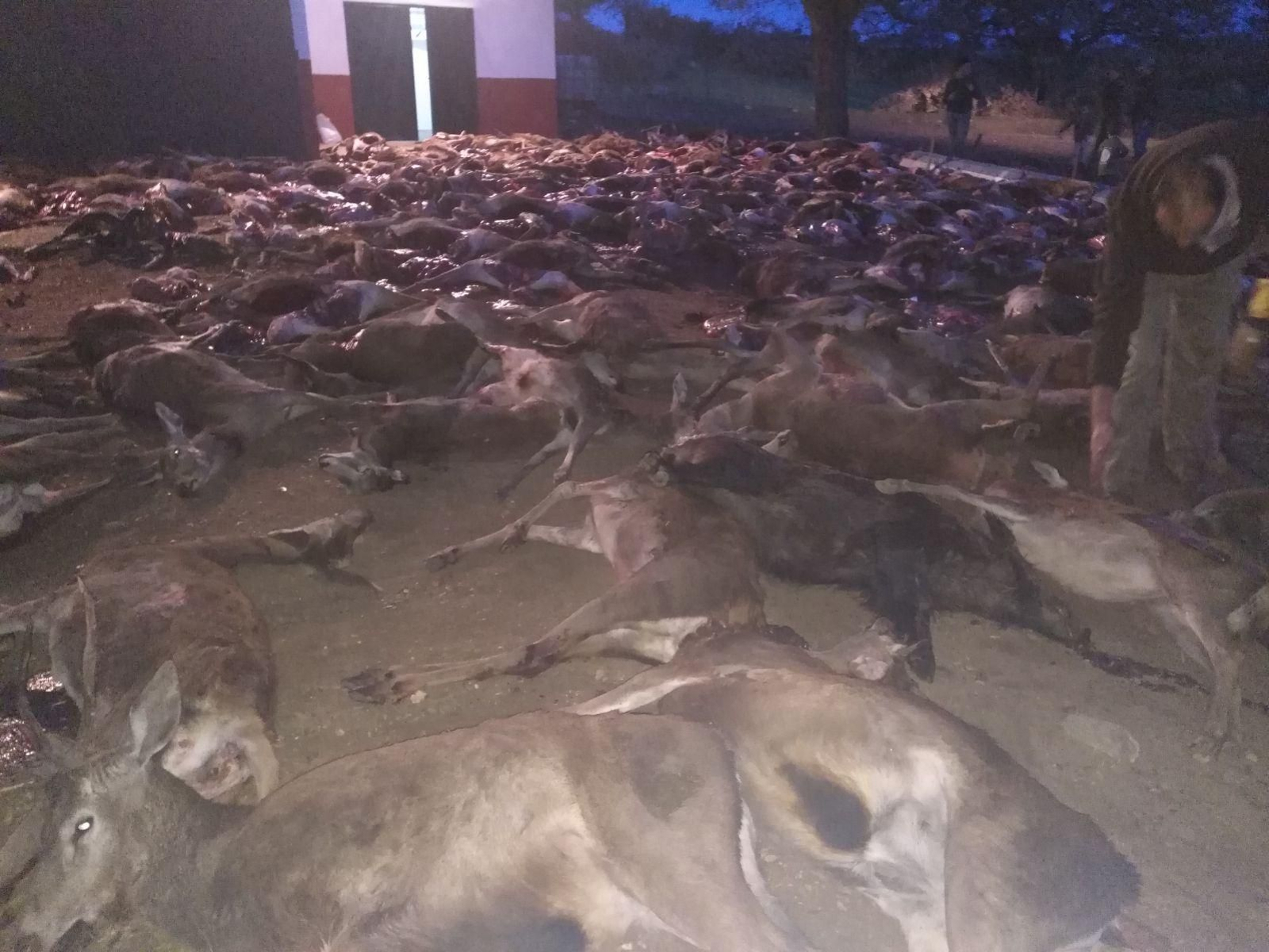 Los animales abatidos en la montería se cuentan por decenas.