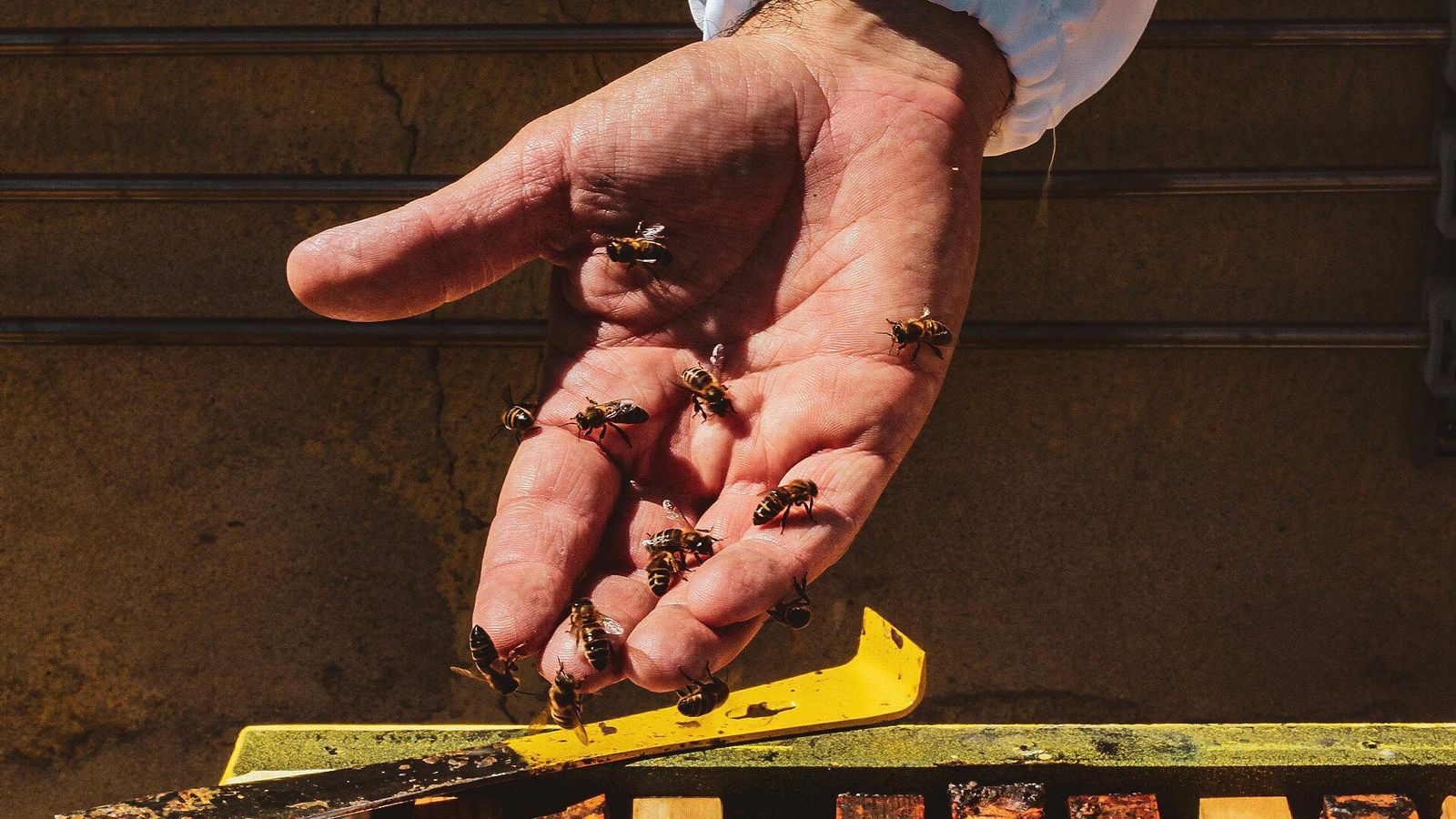 Abejas posadas en la mano del experto.