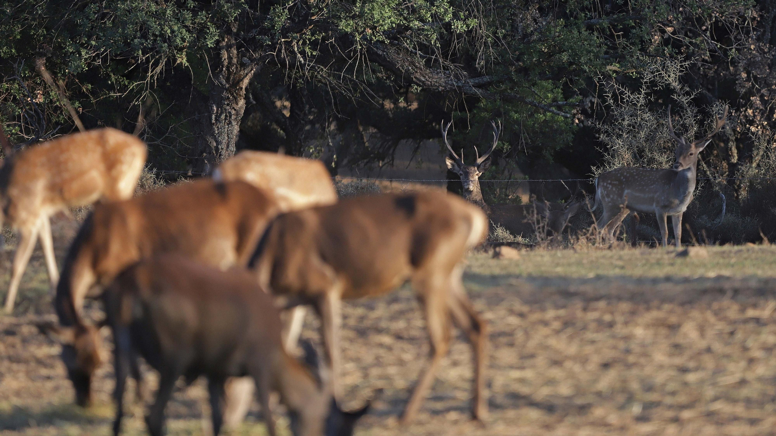 Fotos de la berrea en el Parque Natural de Los Alcornocales