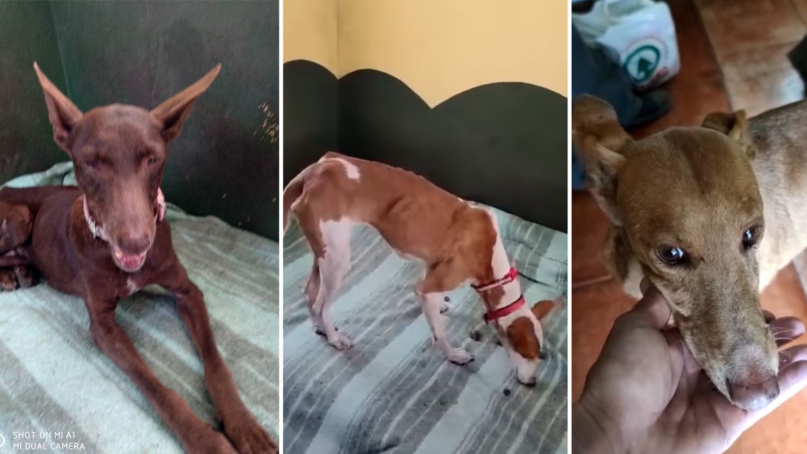 El cartel "los perros están bien" tenía razón: los perros rescatados de la lava en La Palma están en buen estado