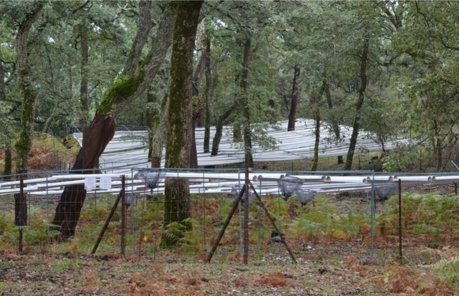 Infraestructuras experimentales de campo que retiran un 30% de la precipitación natural simulando un clima más seco. Infraestructuras experimentales de campo que retiran un 30% de la precipitación natural simulando un clima más seco.