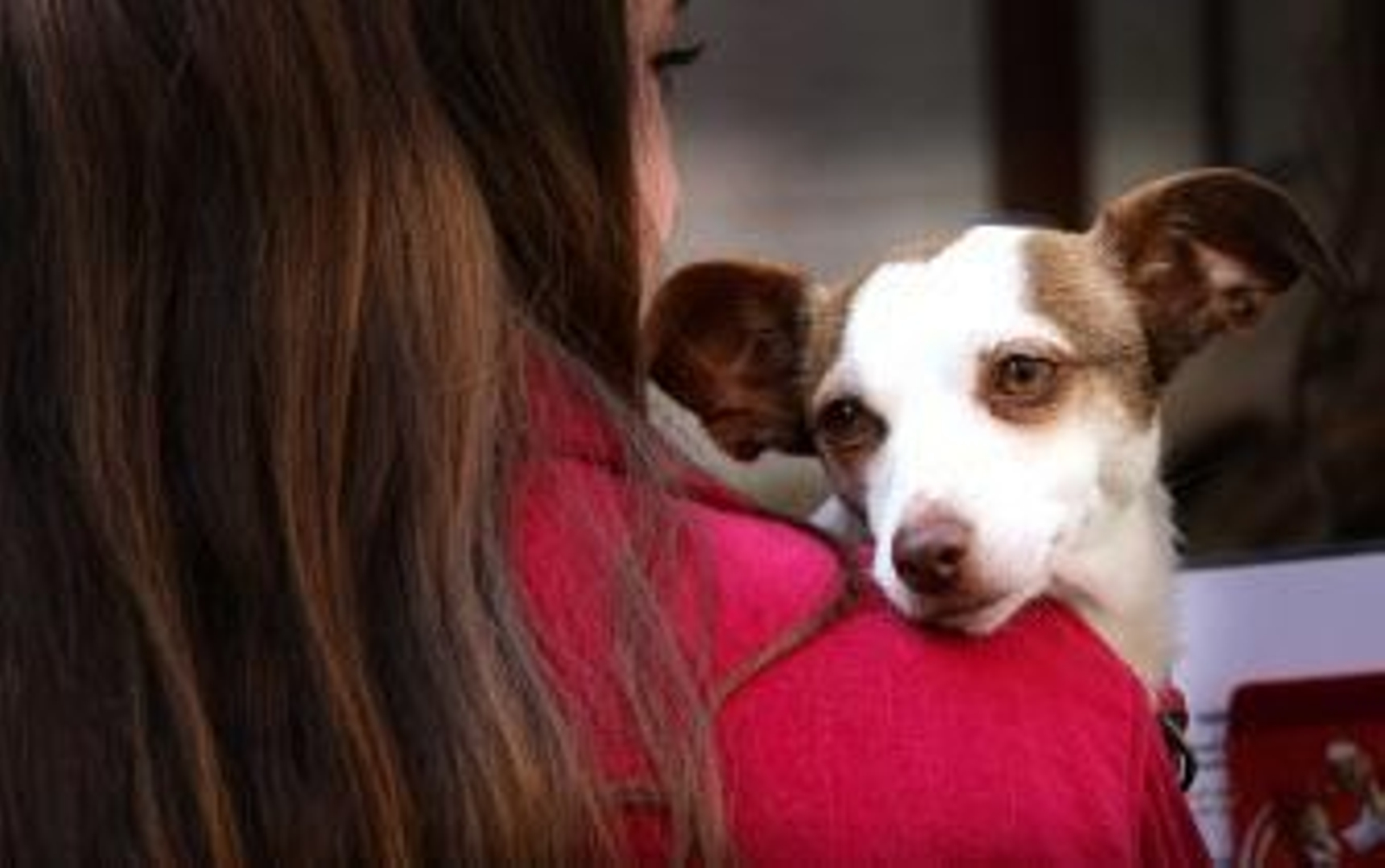 Unos 1.400 animales domésticos son abandonados al año en las calles