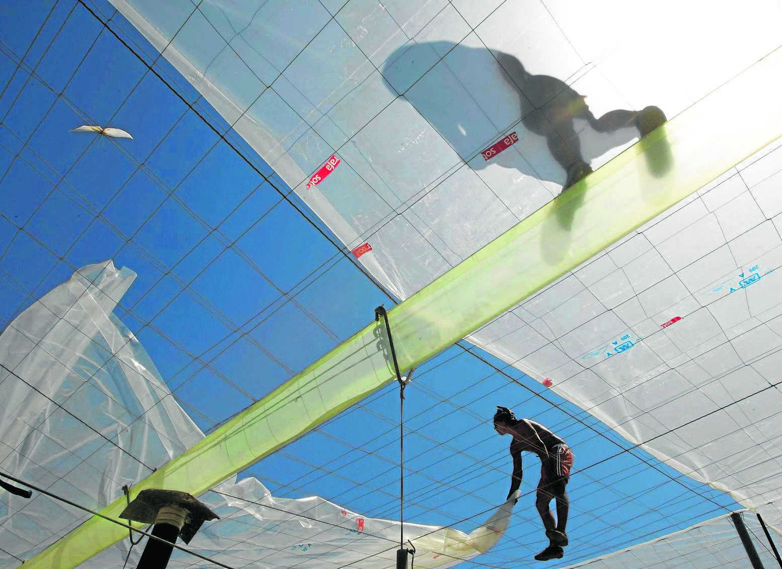 Las ayudas van destinadas a mejorar los invernaderos.
