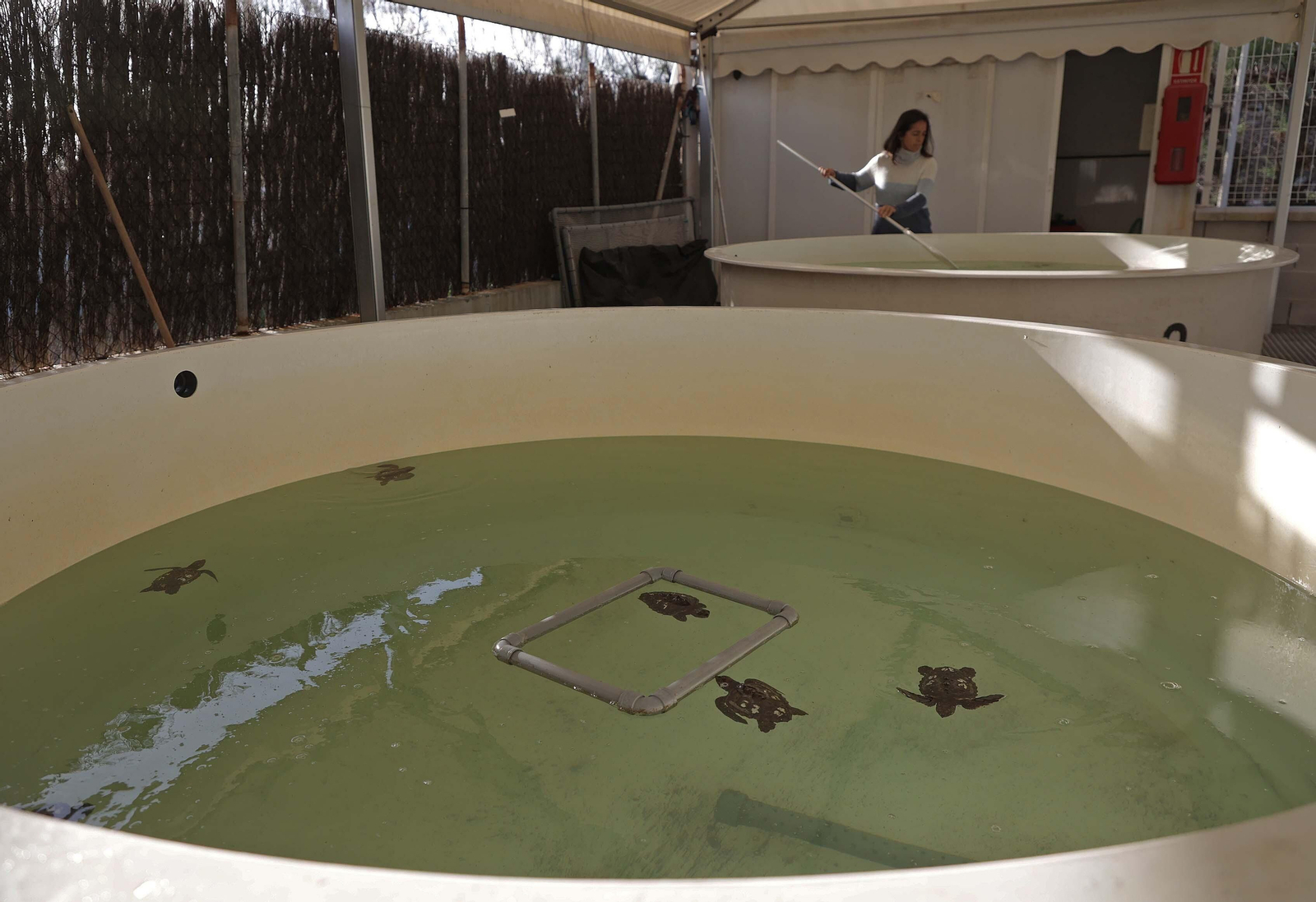 El Centro de Gestión del Medio Marino Andaluz (CEGMA) de Algeciras, en imágenes