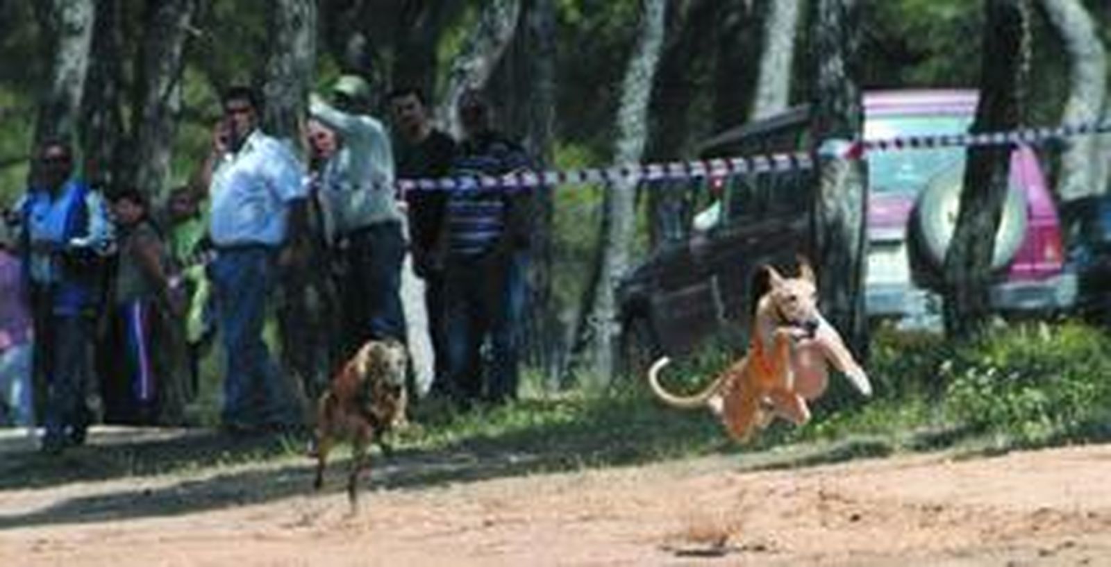 Los Pinares de Cartaya fueron el escenario elegido para ver a los galgos 'volar'.