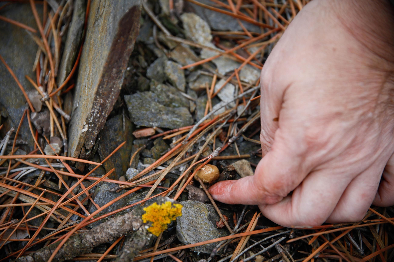 La ruta recolectora de setas en Abla por las XIX Jornadas Micológicas, en imágenes