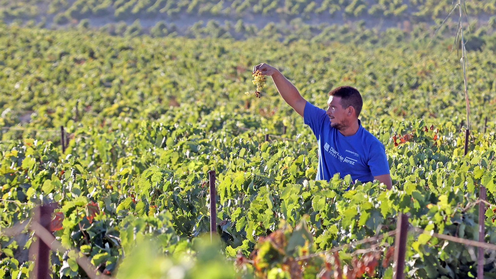 Vendimia a mano en la Viña El Caribe en Jerez