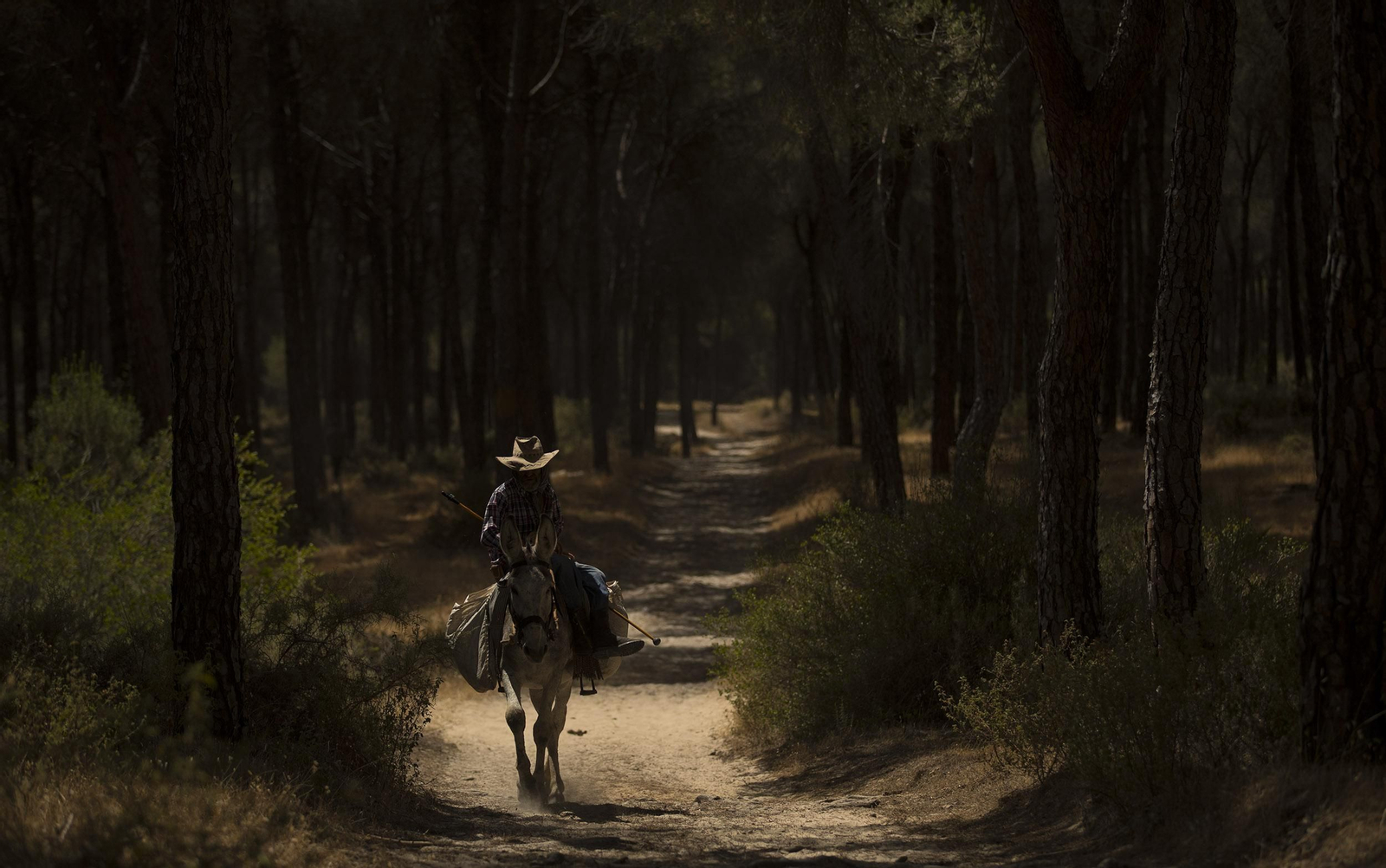 La Saca de las Yeguas, en imágenes