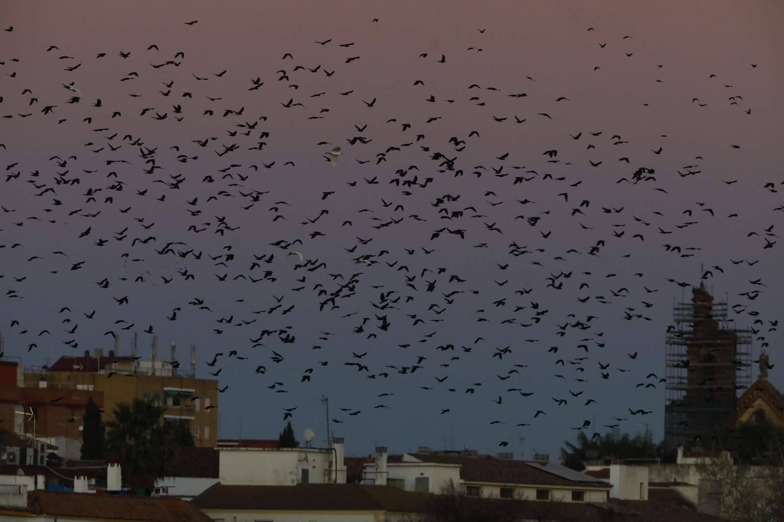 Las aves que habitan en Los Sotos de la Albolafia de Córdoba, en fotografías