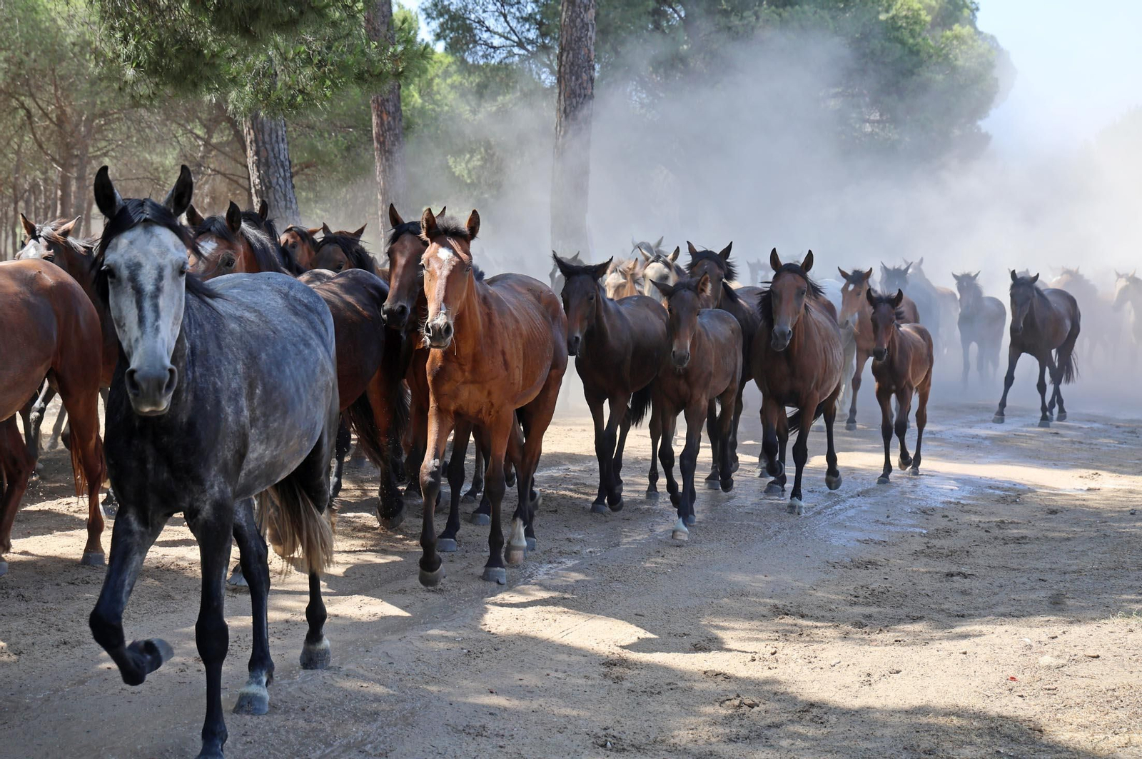 Las mejores imágenes de la Saca de las Yeguas 2025