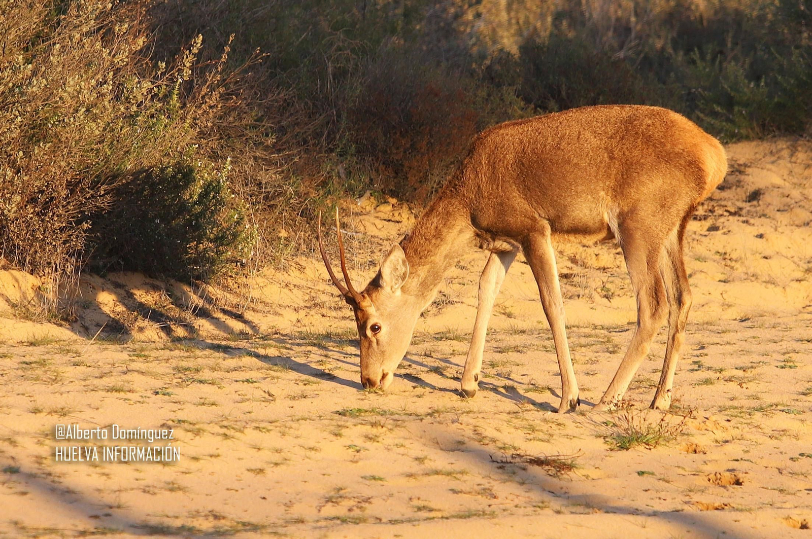 Imágenes de ciervos de Doñana junto a la carretera norte de Matalascañas