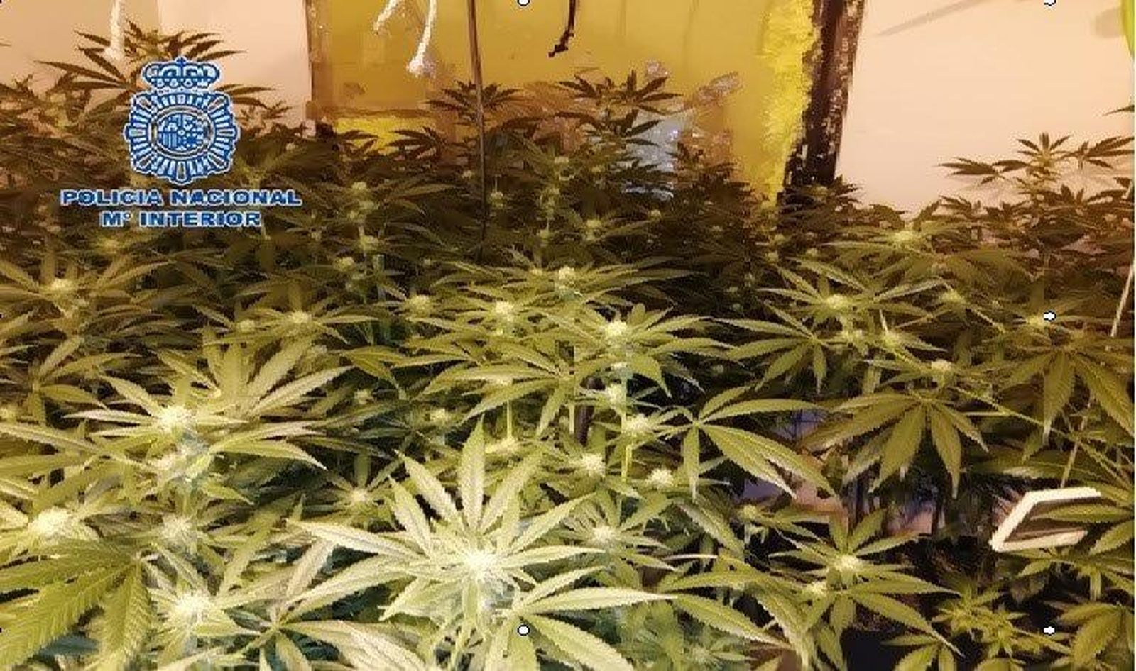 Plantación 'indoor' de marihuana en Las Moreras.