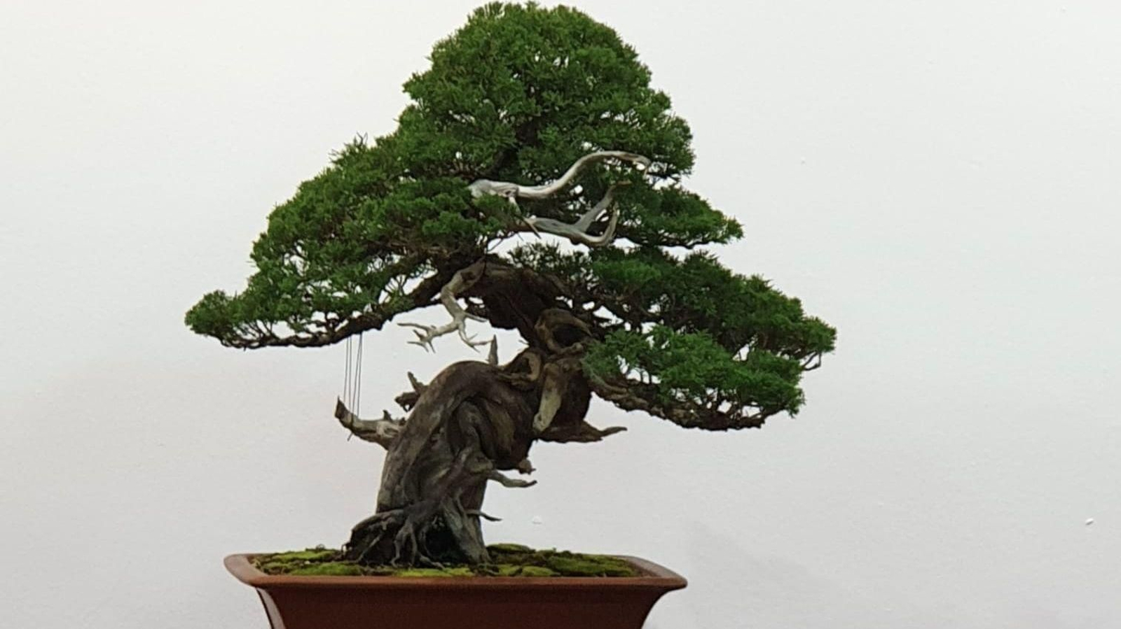 Un ejemplar de bonsái.