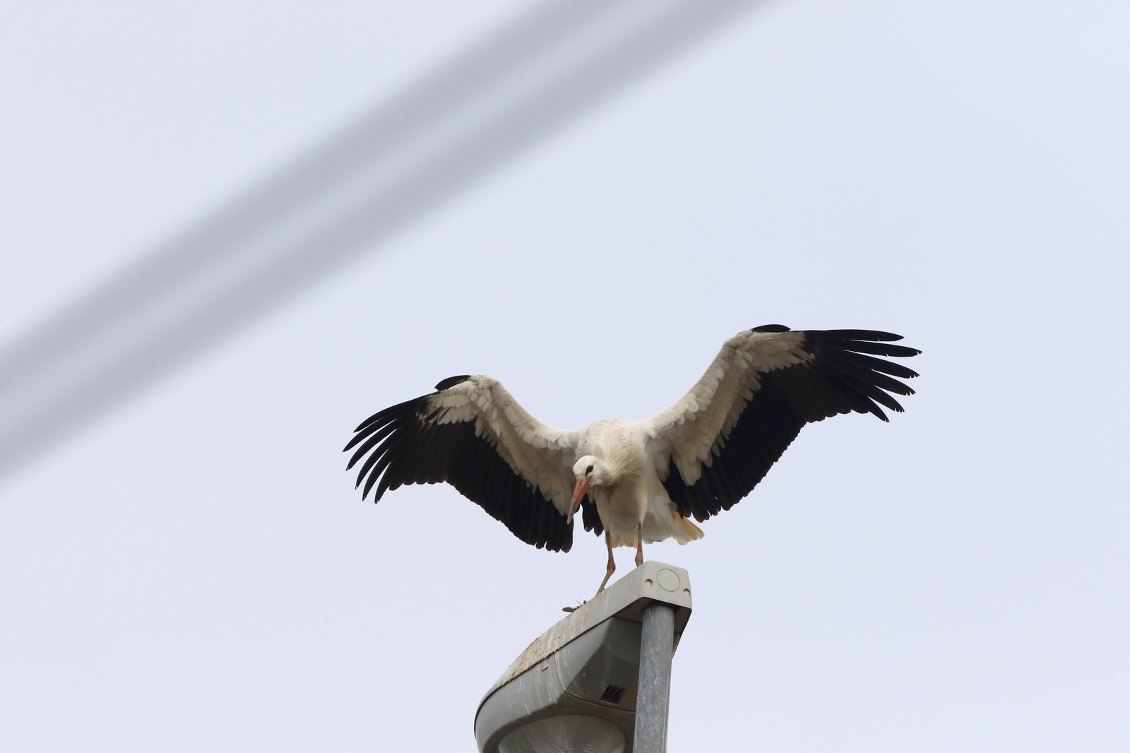 Córdoba, hogar de las cigüeñas también en invierno