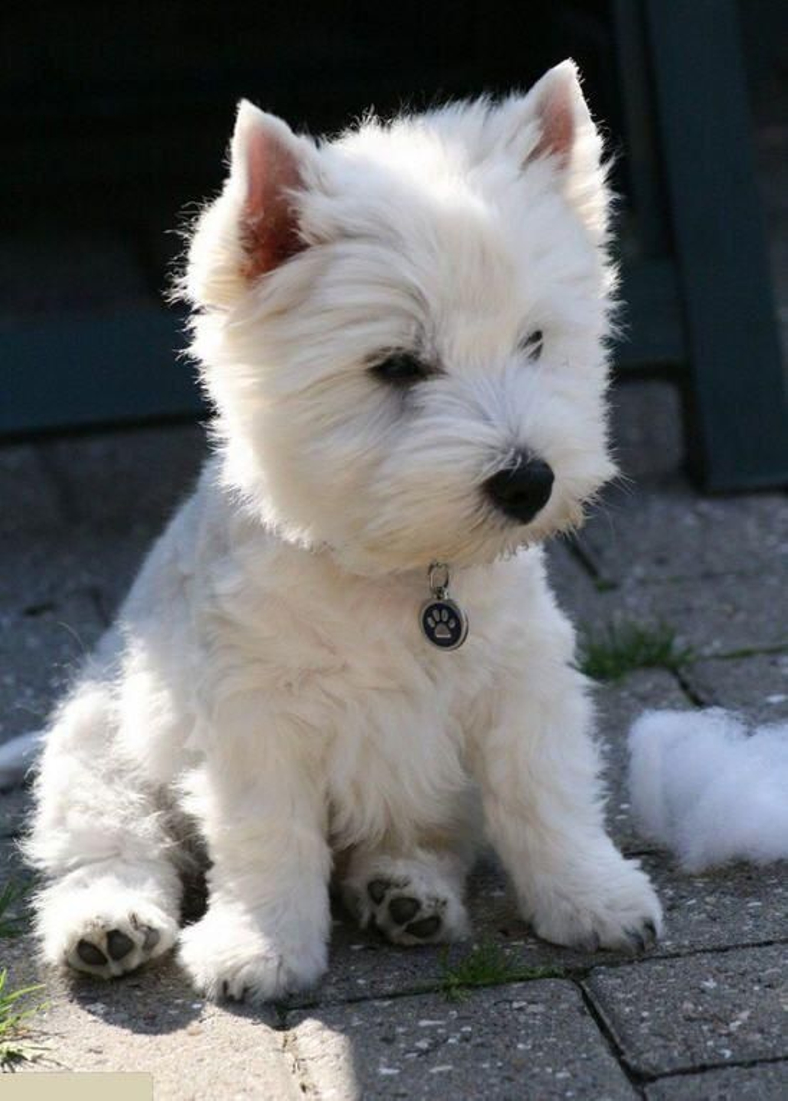 Raza-West-highland-white-terrier