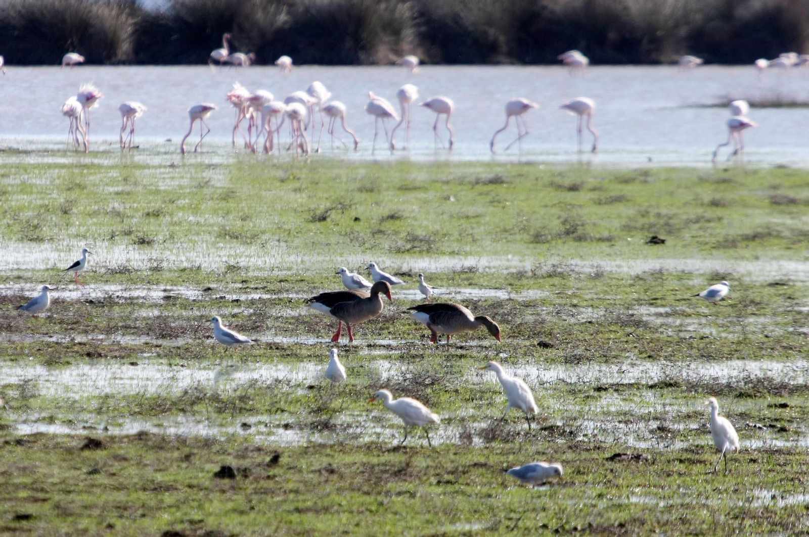 Aves en Doñana