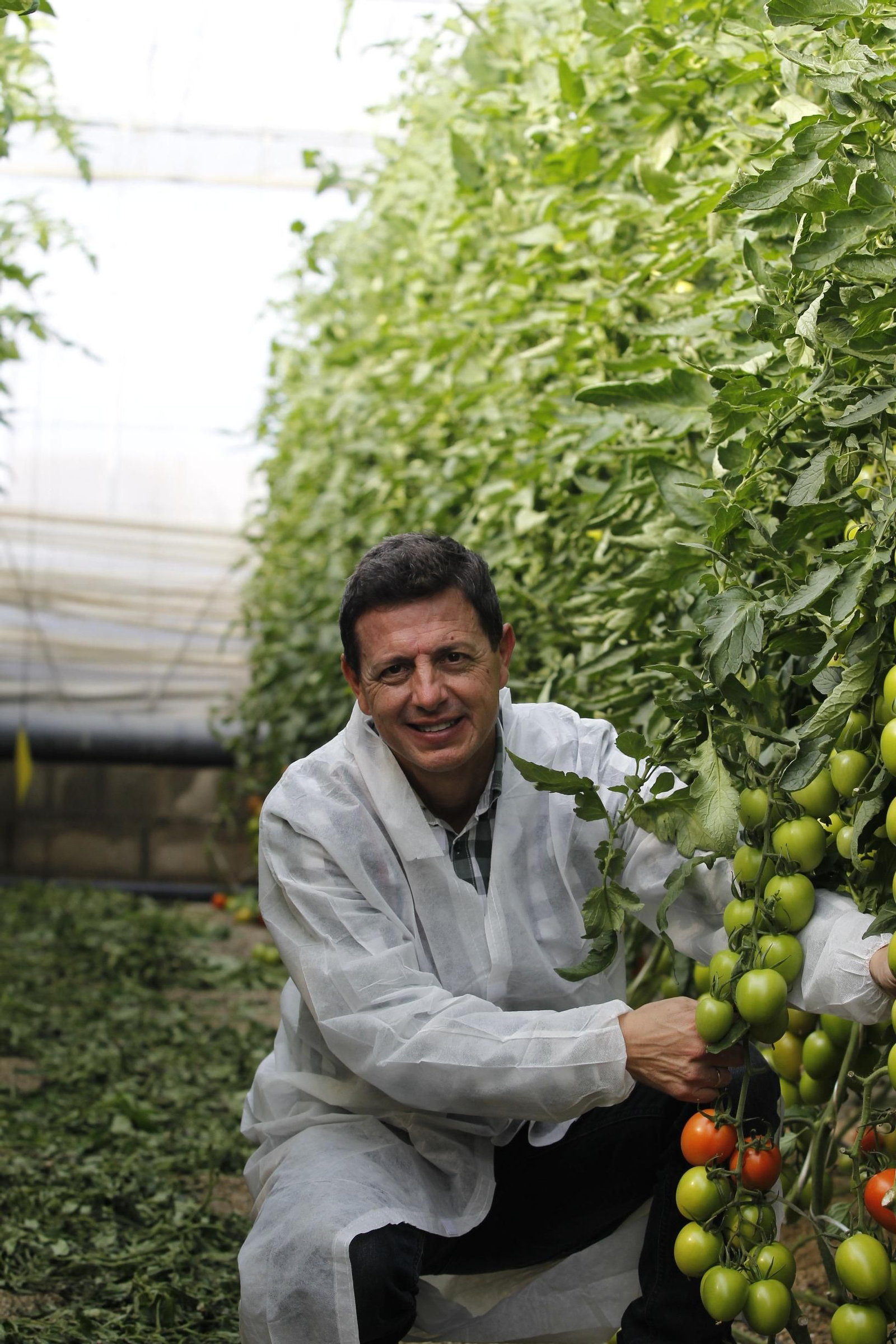 Manuel Hernández, responsable del cultivo de tomate de Rijk Zwaan Ibérica.