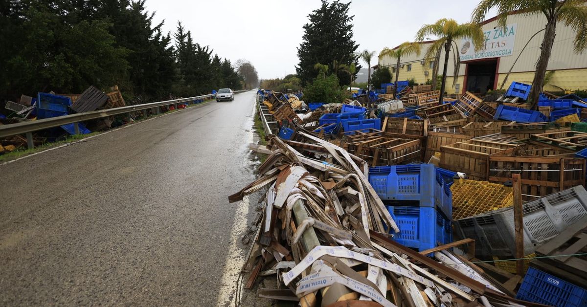 Los agricultores del Valle del Guadiaro afrontan pérdidas millonarias en los cultivos de aguacate y cítricos por las borrascas