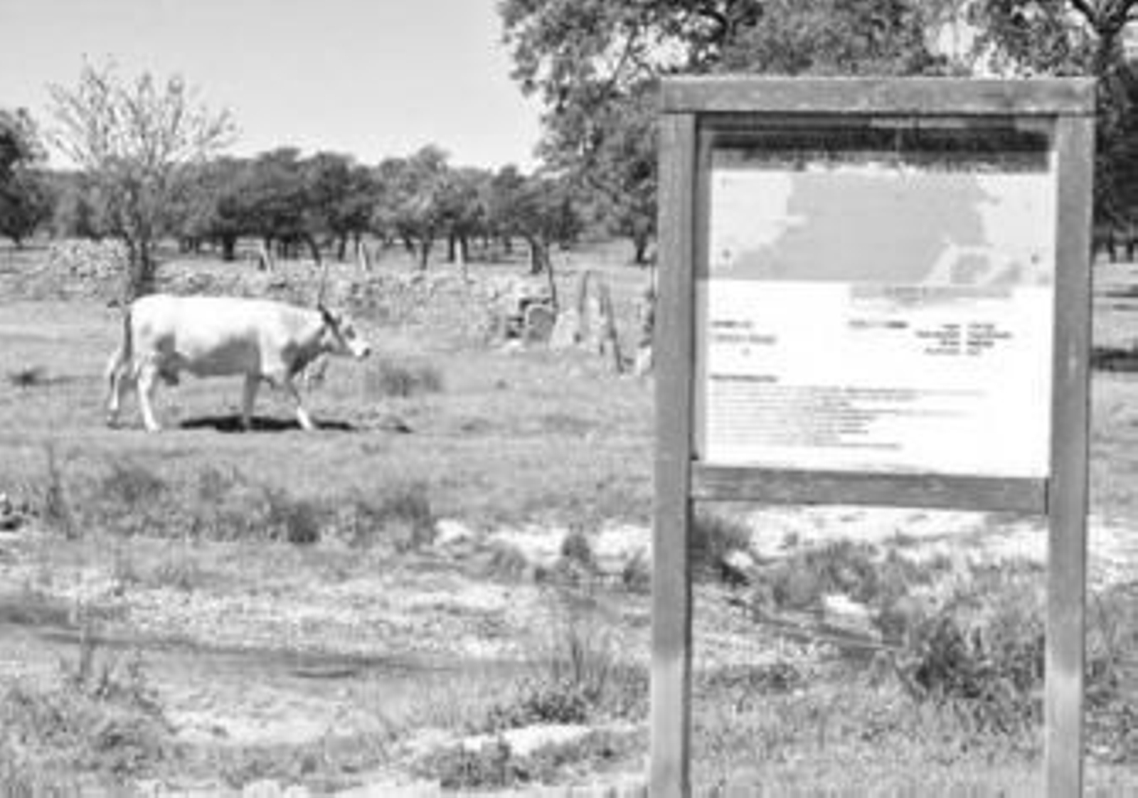 Una vaca anda por las inmediaciones del sendero entre Cardeña y Azuel.