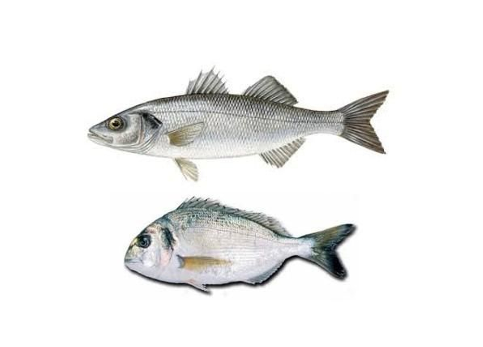 Comparativa de lubina y dorada