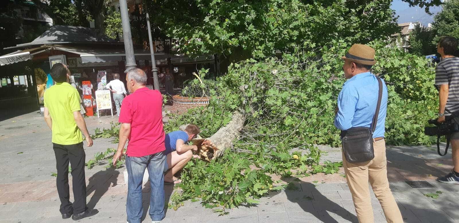 Imágenes de la rama caída en la Fuente de las Batallas