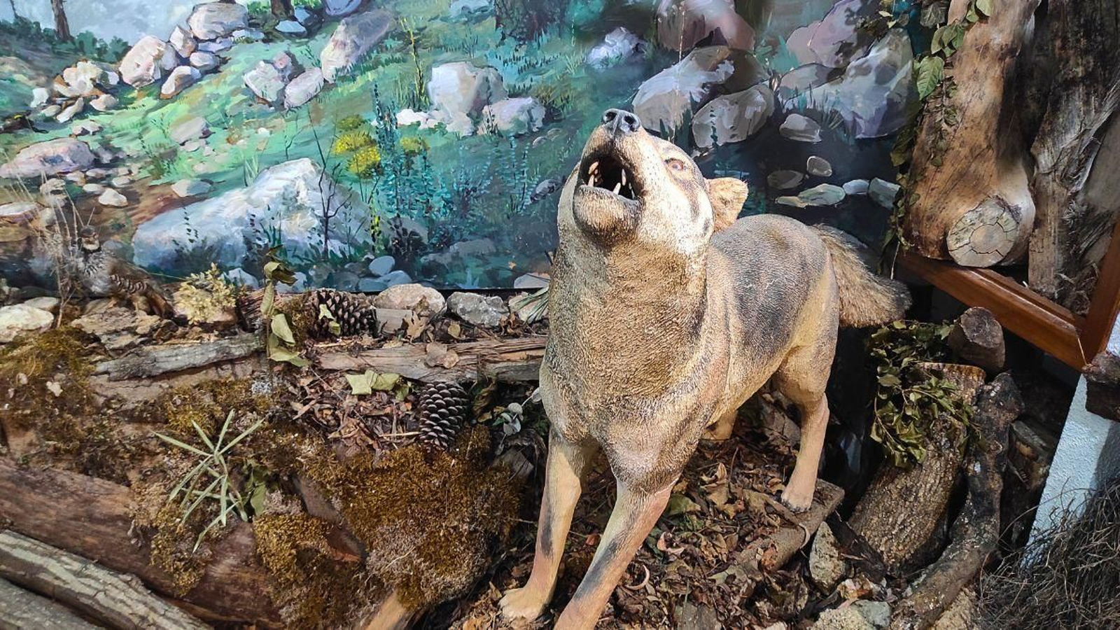 En la exposición se muestran tanto animales que habitan el parque natural como los que ya no merodean por allí, como es el caso del lobo.