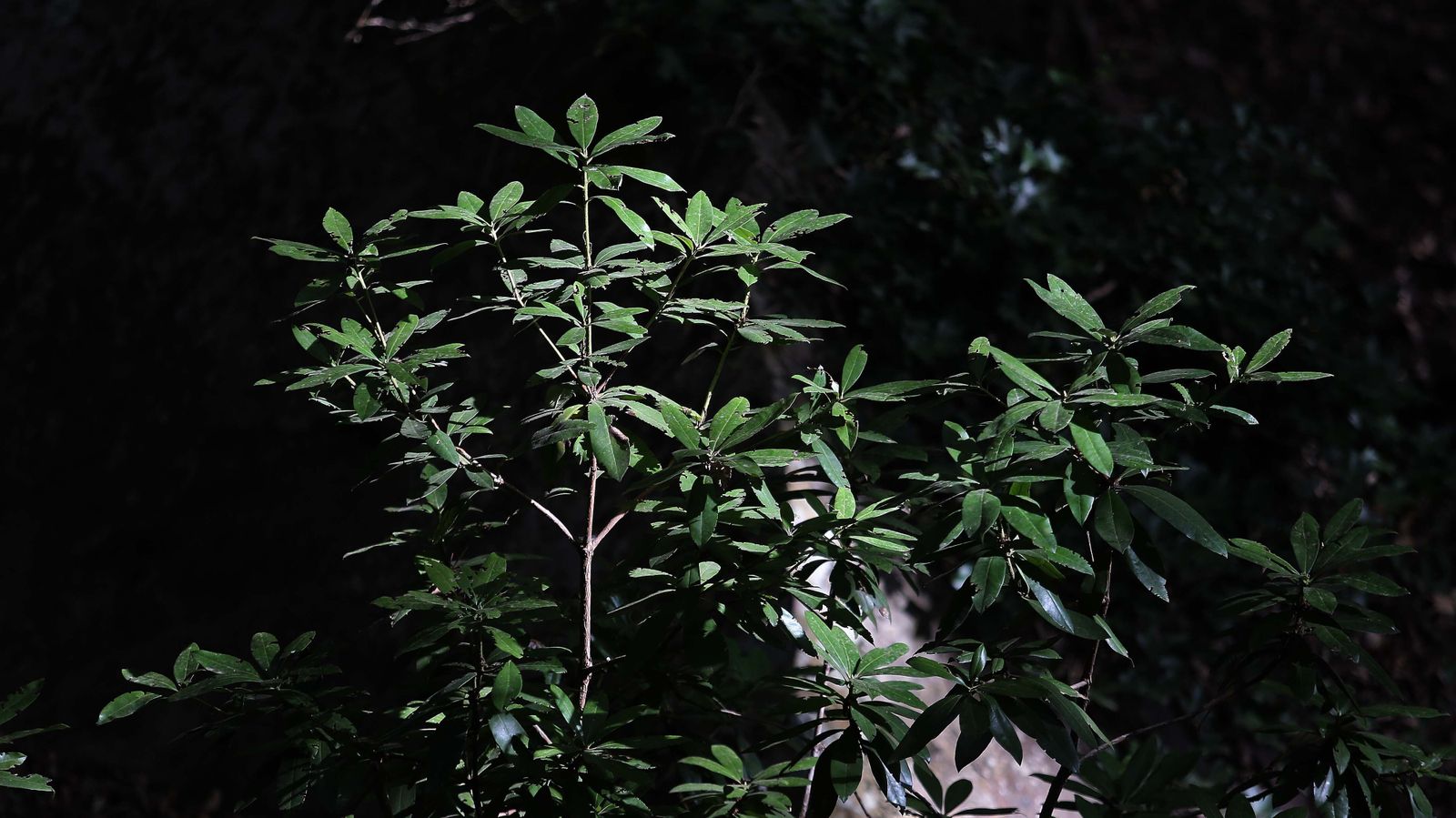 Las mejores fotos de San Carlos del Tiradero