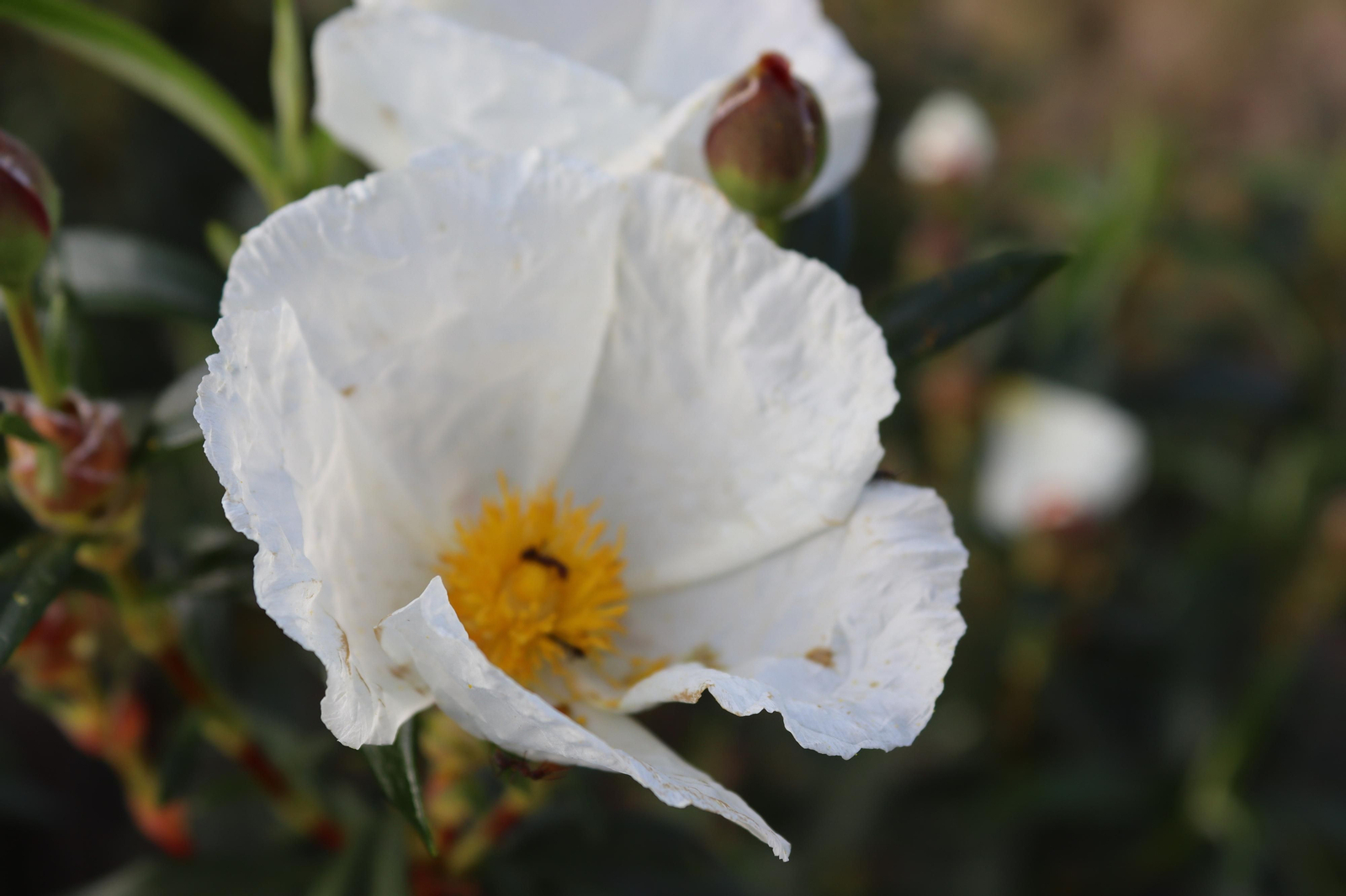 Fotos de la flora y fauna del Parque Natural de Los Alcornocales
