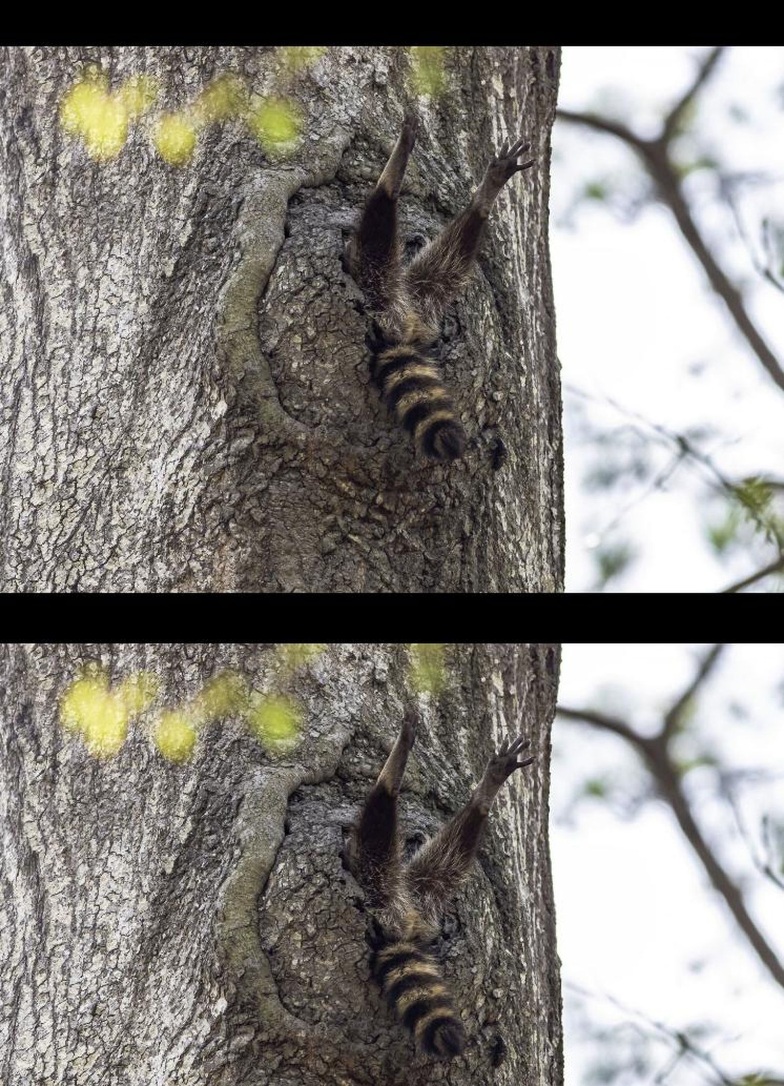 Finalistas 2020 Comedy Wildlife Photography Awards.