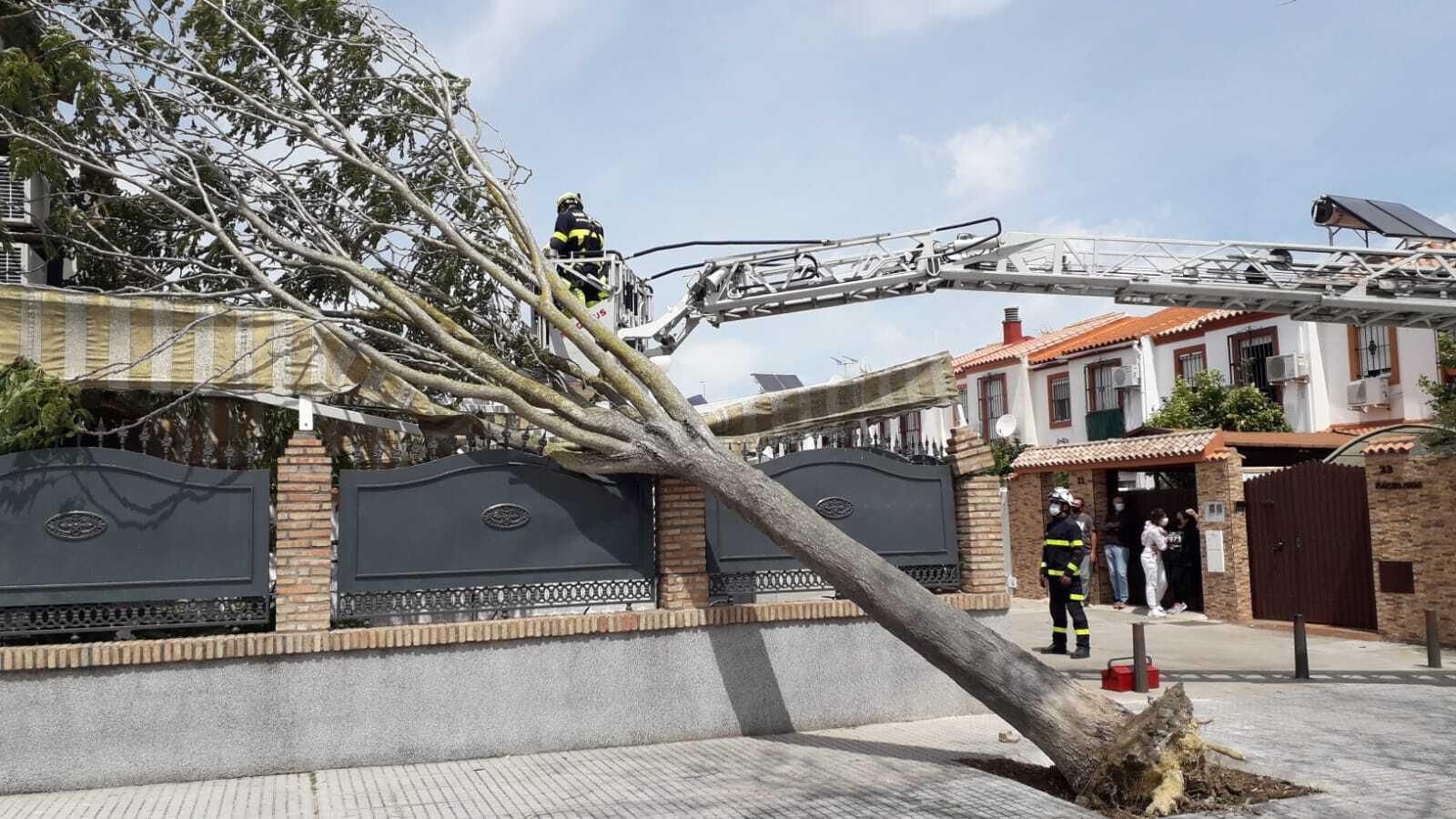 Imagen del árbol caído sobre una unifamiliar en la calle Roque Nublo.