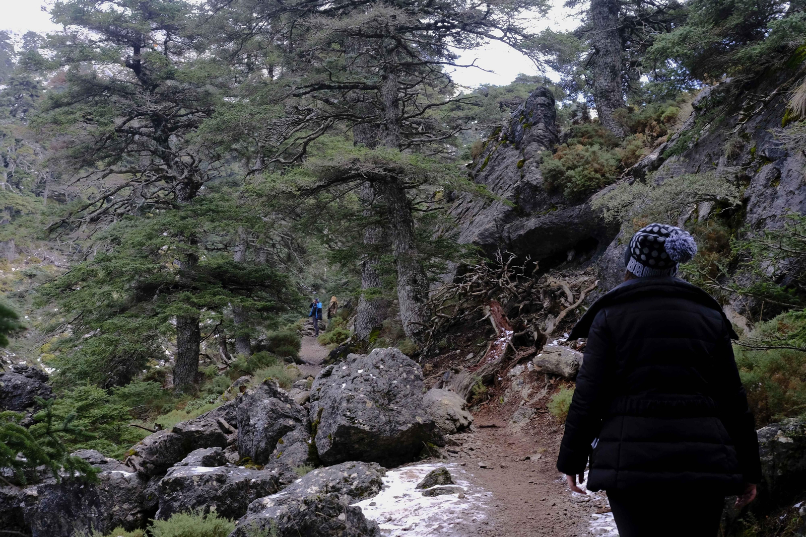 Cañada del Cuerno, una de las joyas del Parque Nacional con sus pinsapos. Cañada del Cuerno, una de las joyas del Parque Nacional con sus pinsapos.