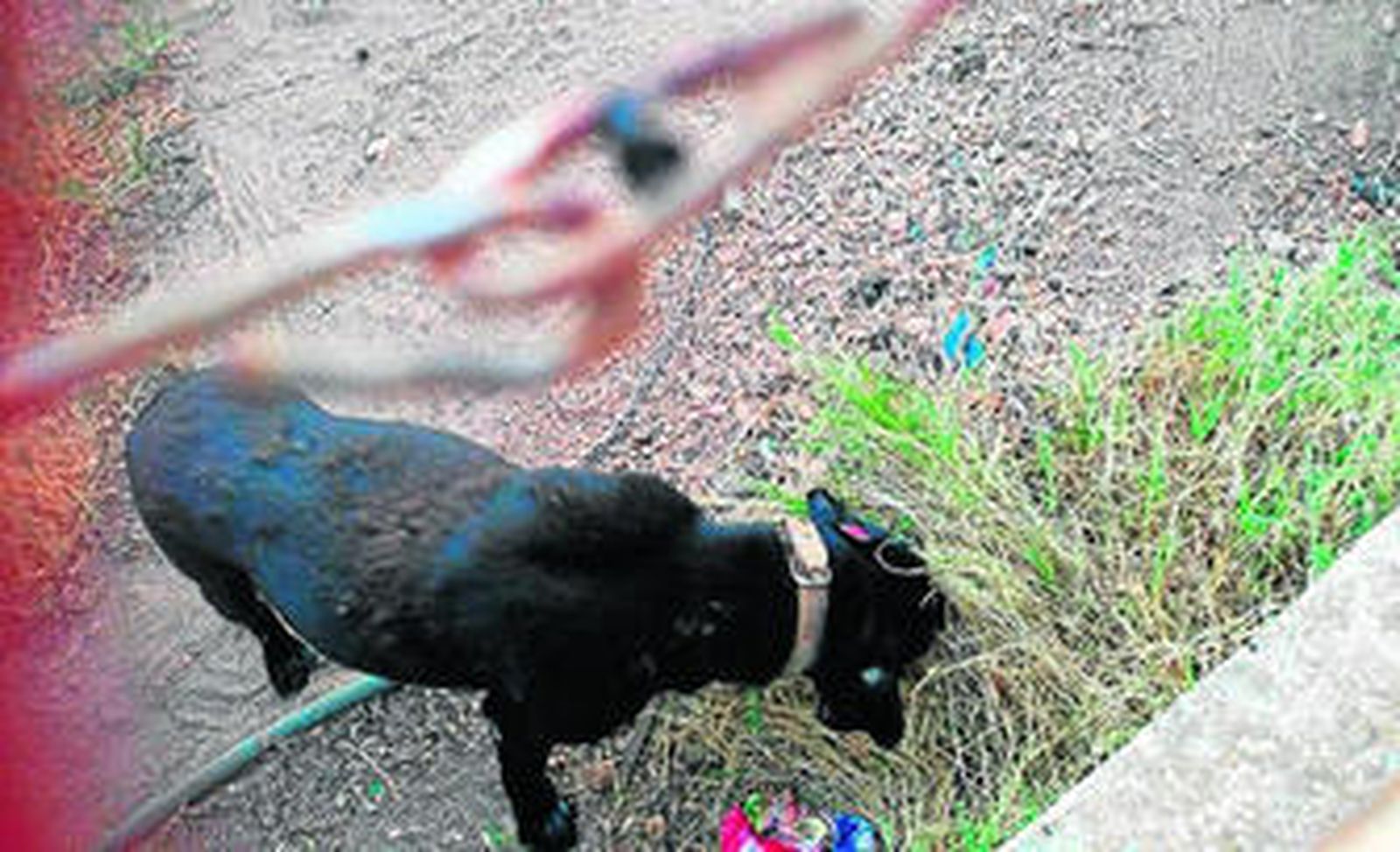 Uno de los perros en la parcela con la alambrada.