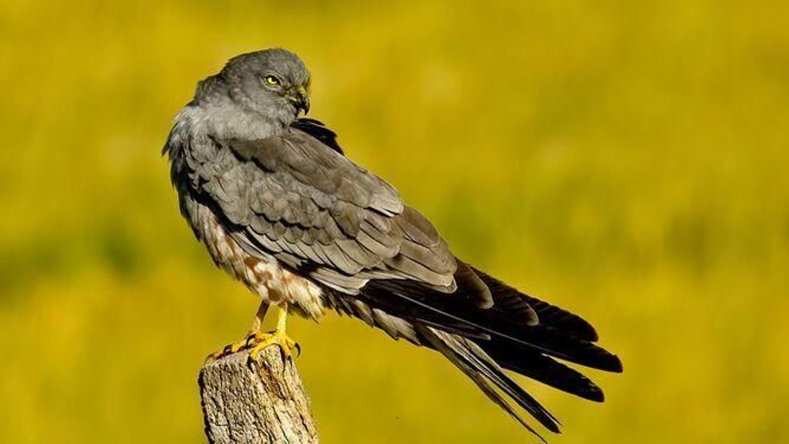 El aguilucho cenizo, Ave del año 2023