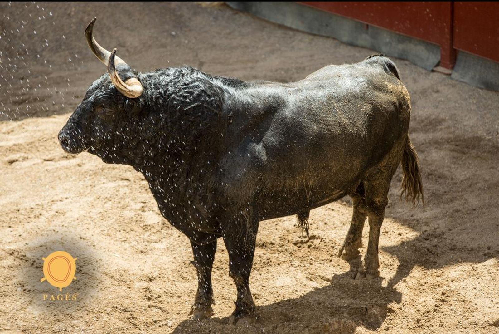 Orden de lidia de la jornada 12.