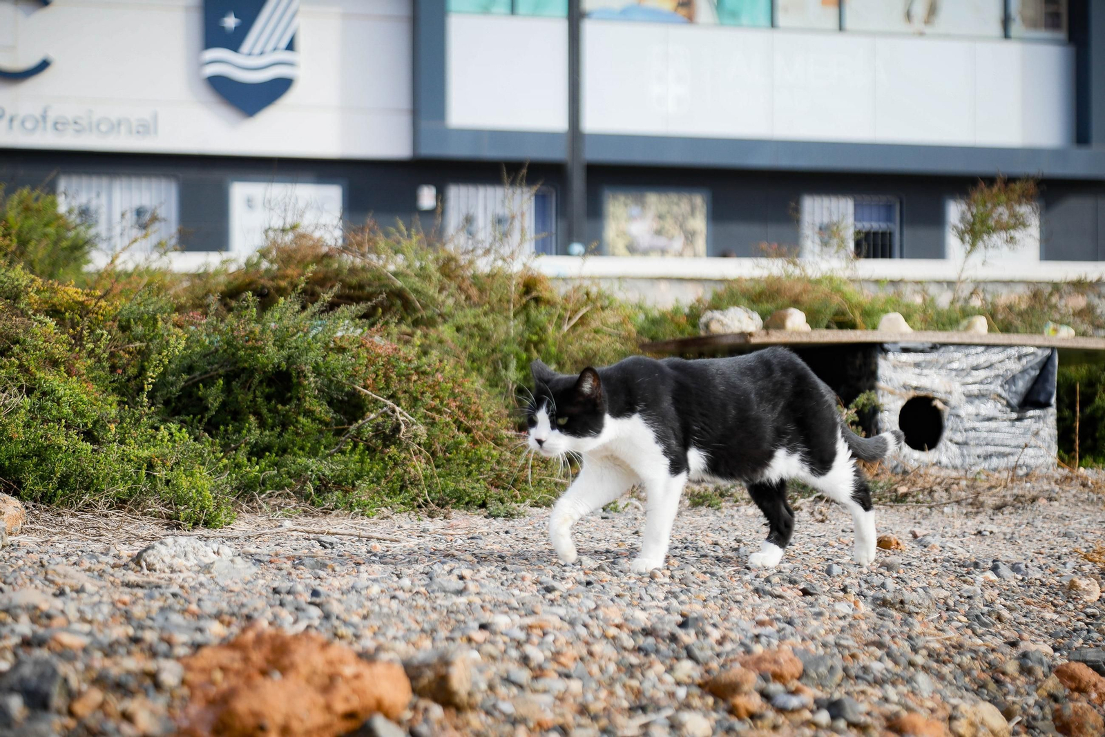 Gato feral de la colonia del Club de Mar.