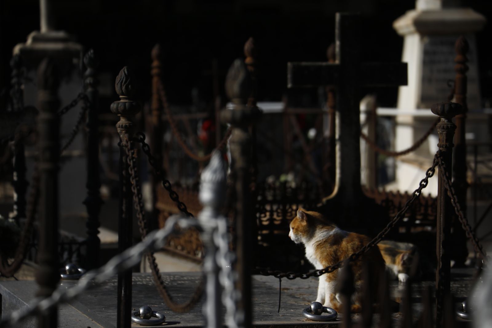 Las imágenes del día de Los Santos en los cementerios de Córdoba