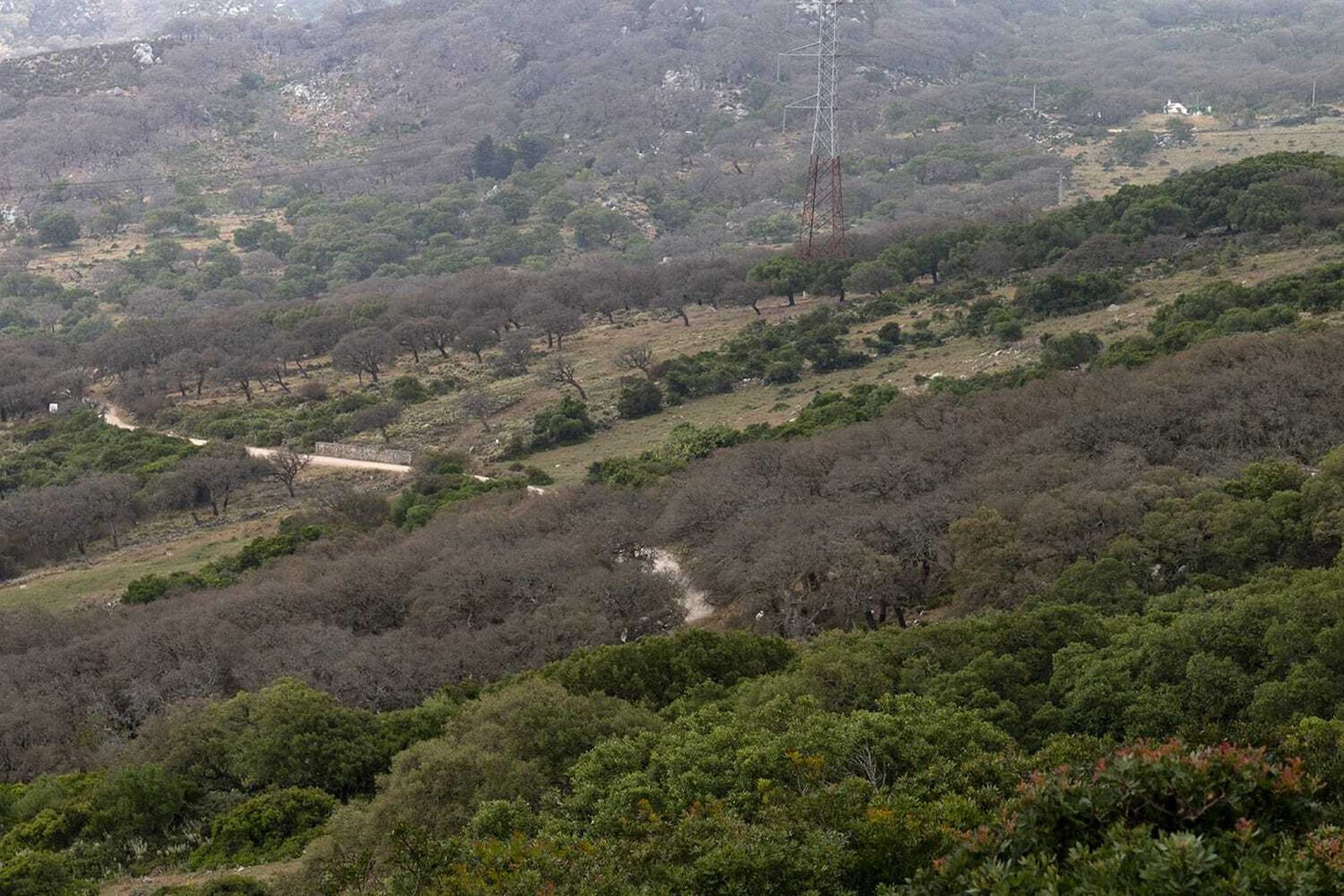 Ejemplares de alcornoque, afectados por la seca.