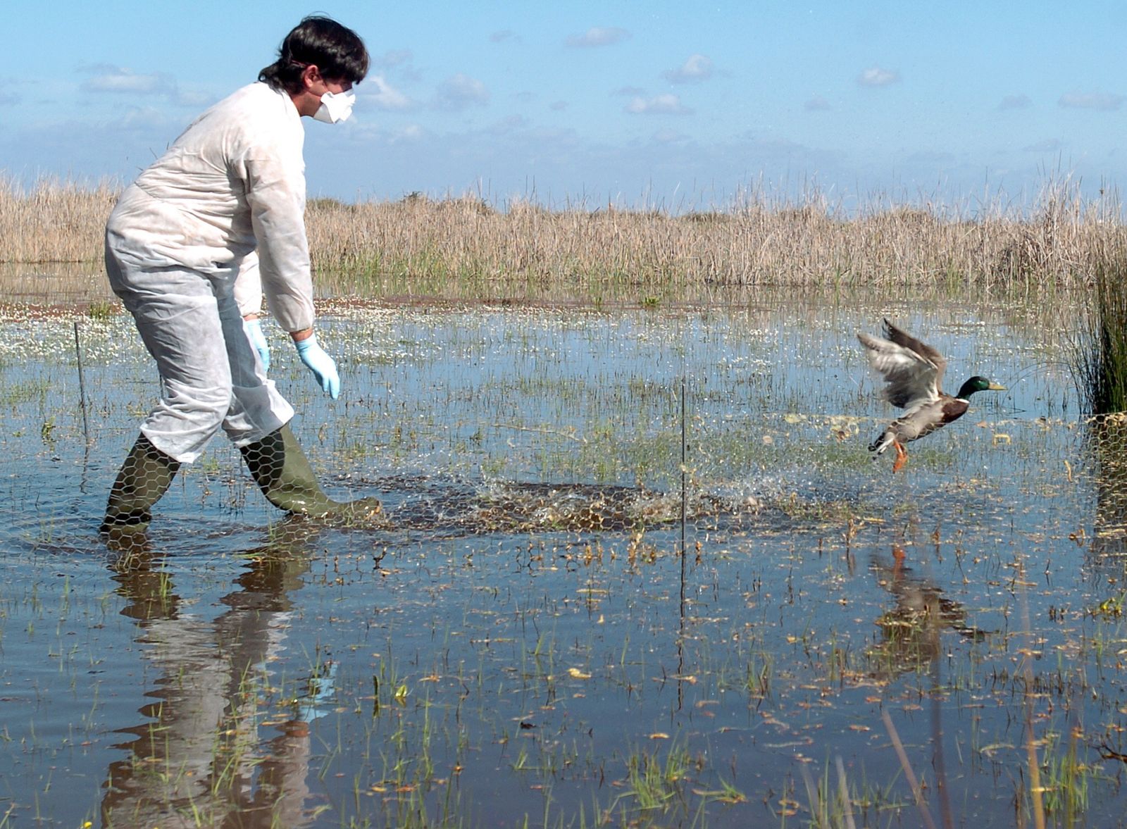 Una técnico de Doñana suelta un ave tras ser sometida a un control ante eventuales contagios de gripe aviar, en una imagen de archivo.