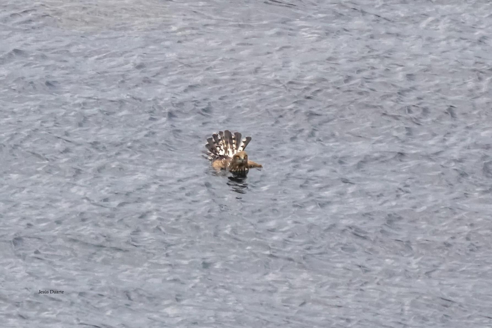 Así fue el rescate de una águila culebrera en el Estrecho junto a Punta Carnero